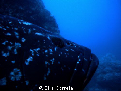 Madeiran Grouper in Garajau! by Elia Correia 
